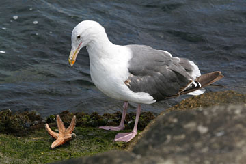 Western Gull Image @ Kiwifoto.com