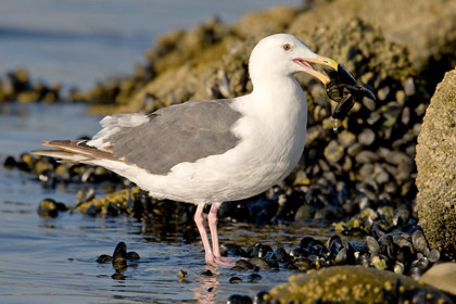 Western Gull Image @ Kiwifoto.com