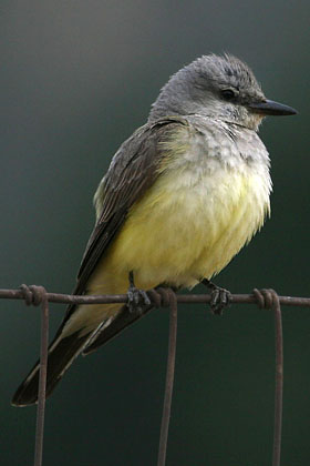 Western Kingbird Image @ Kiwifoto.com
