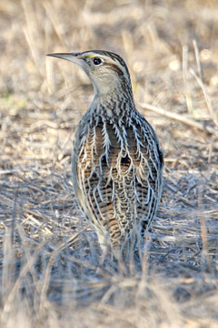 Western Meadowlark Picture @ Kiwifoto.com