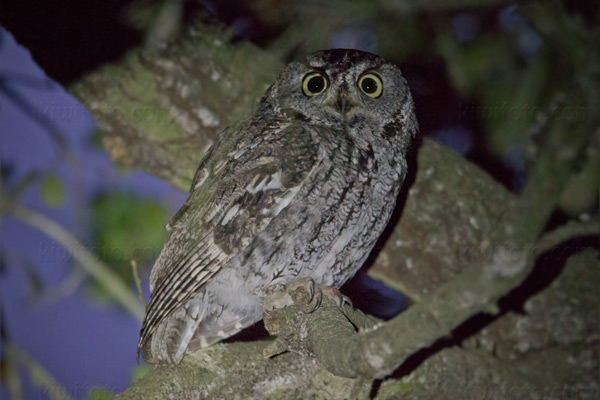 Western Screech-Owl Photo @ Kiwifoto.com
