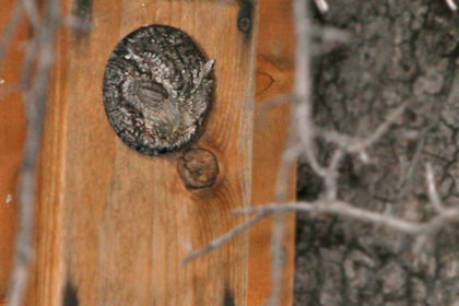 Whiskered Screech-Owl Image @ Kiwifoto.com