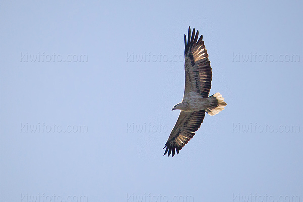 White-bellied Sea-eagle Image @ Kiwifoto.com