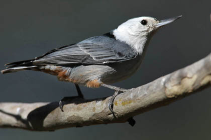White-breasted Nuthatch Picture @ Kiwifoto.com
