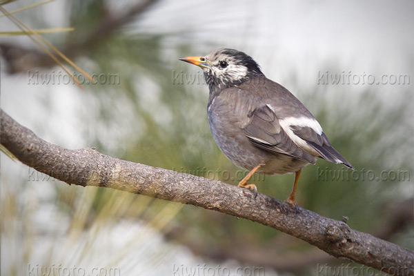 White-cheeked Starling Picture @ Kiwifoto.com