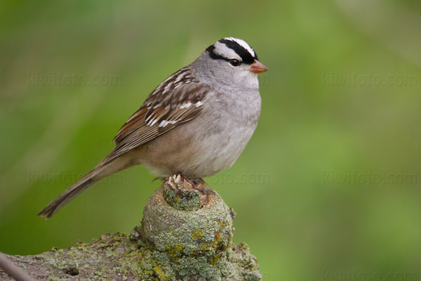 White-crowned Sparrow (Z.l. leucophrys)