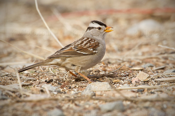 White-crowned Sparrow Picture @ Kiwifoto.com