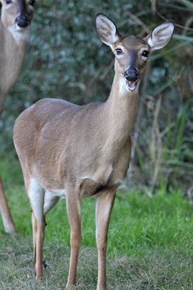 White-tailed Deer Picture @ Kiwifoto.com
