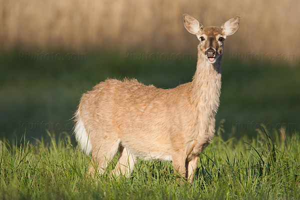 White-tailed Deer Photo @ Kiwifoto.com