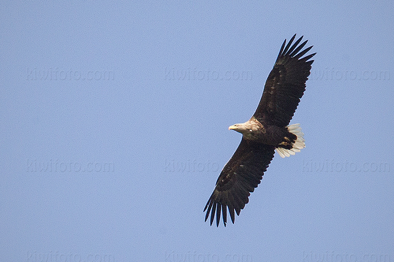 White-tailed Eagle Image @ Kiwifoto.com
