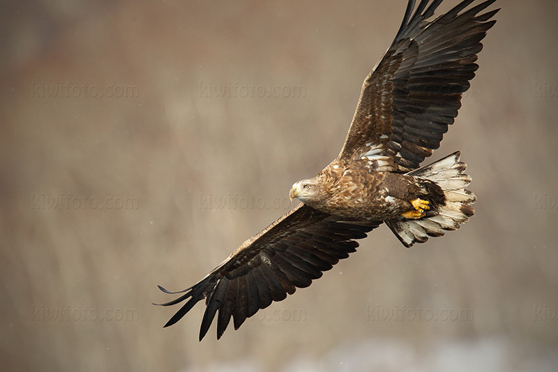 White-tailed Eagle @ Rausu, Hokkaido, Japan