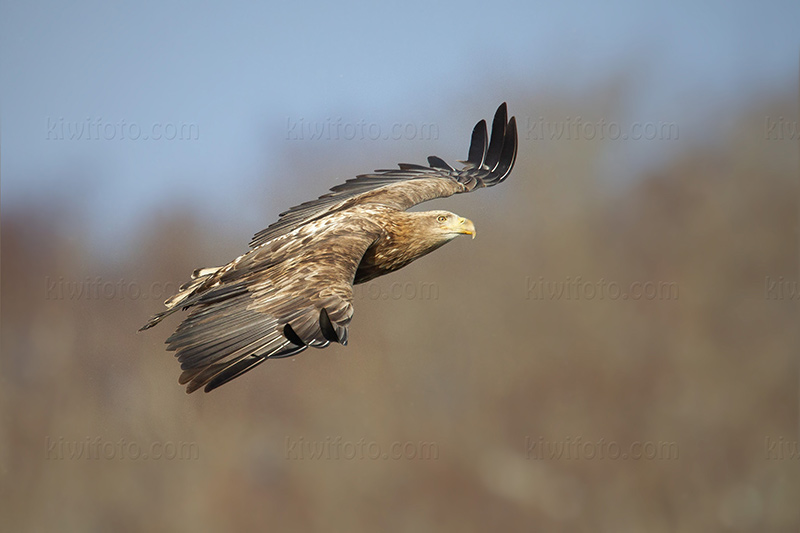 White-tailed Eagle Photo @ Kiwifoto.com