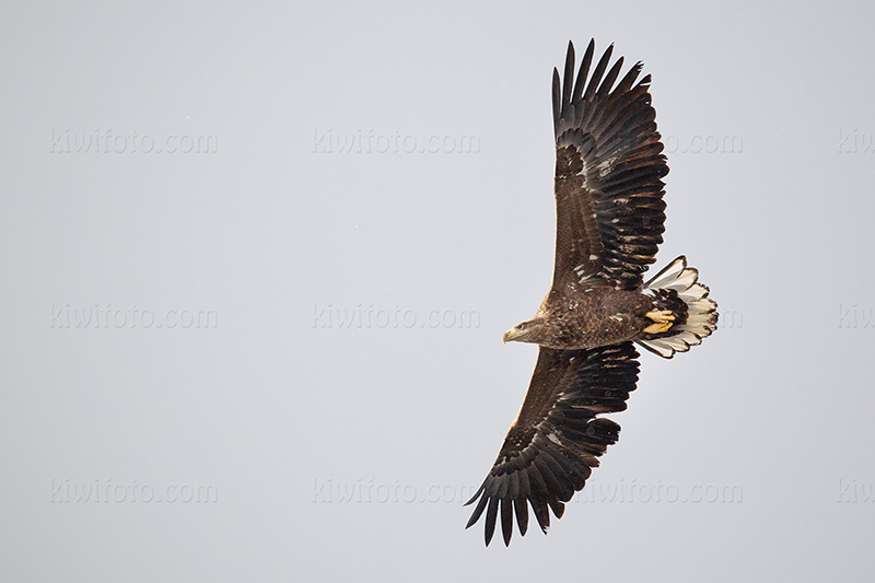 White-tailed Eagle Picture @ Kiwifoto.com