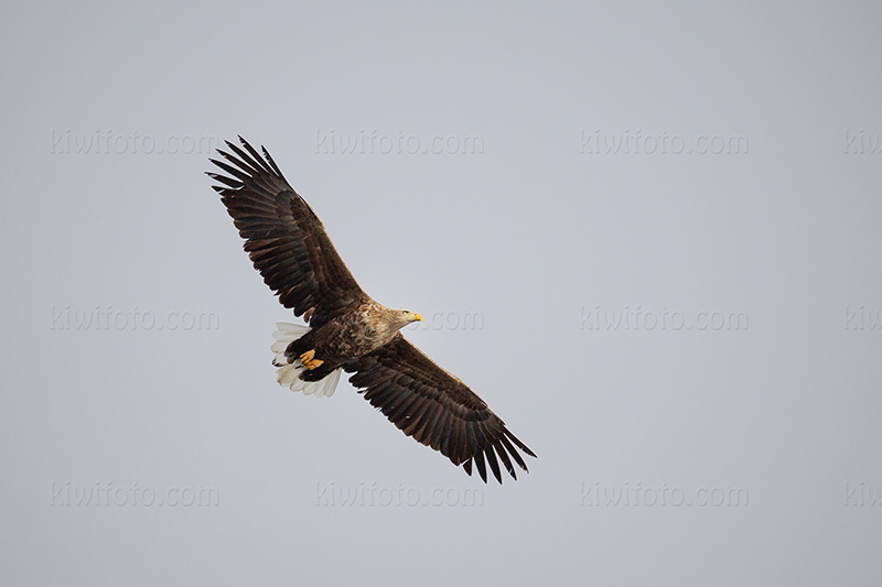 White-tailed Eagle Picture @ Kiwifoto.com