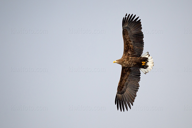 White-tailed Eagle Picture @ Kiwifoto.com