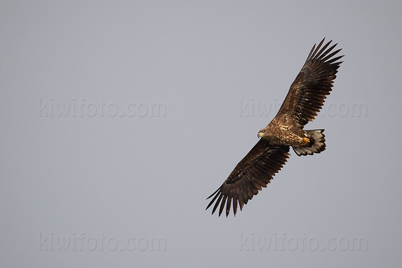 White-tailed Eagle Photo @ Kiwifoto.com