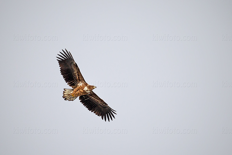 White-tailed Eagle Image @ Kiwifoto.com