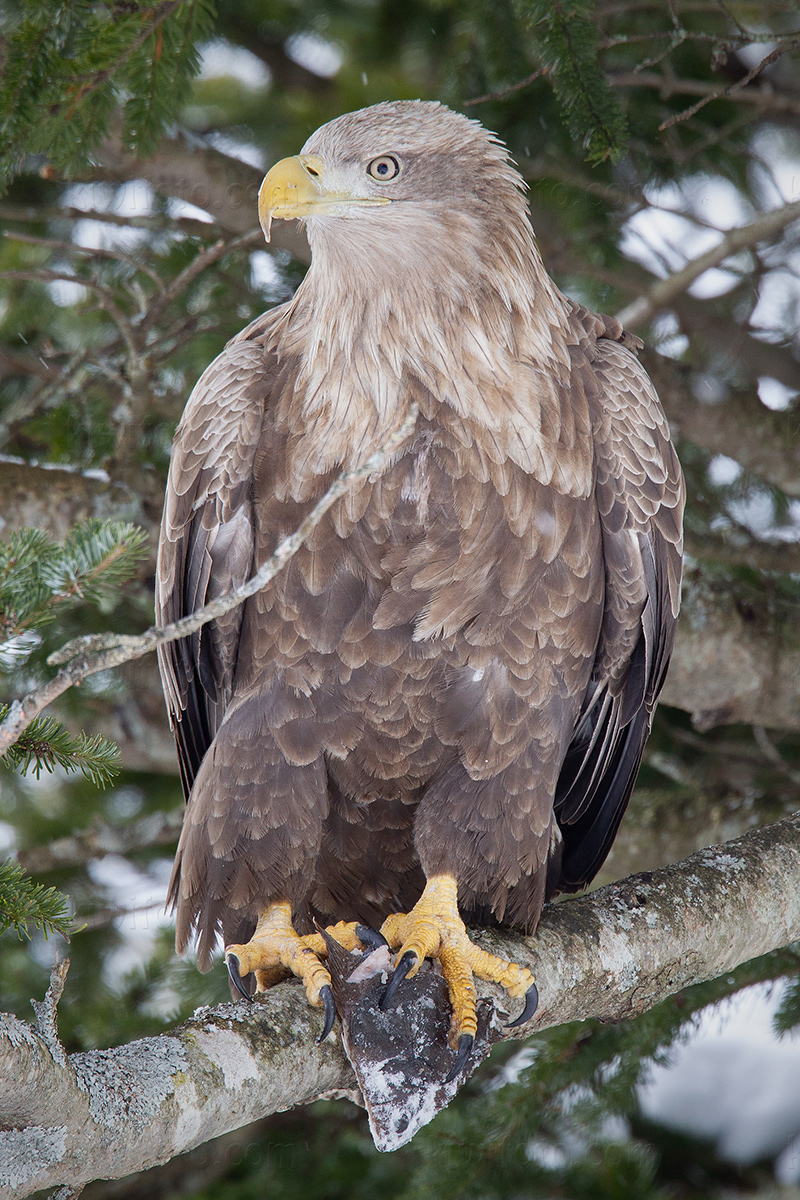 White-tailed Eagle Photo @ Kiwifoto.com