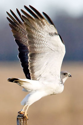 White-tailed Hawk Photo @ Kiwifoto.com