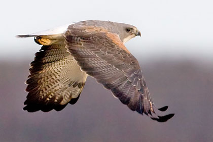 White-tailed Hawk Image @ Kiwifoto.com