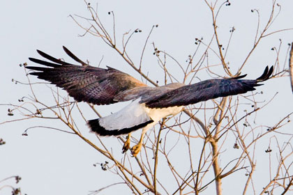 White-tailed Hawk Image @ Kiwifoto.com