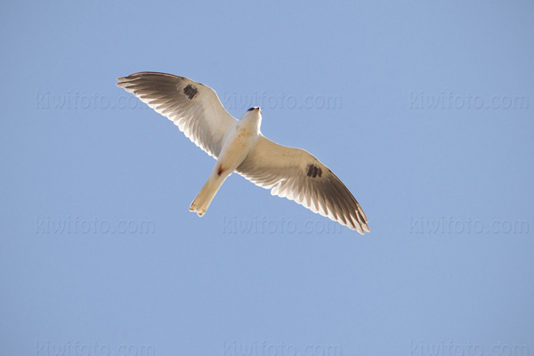 White-tailed Kite Picture @ Kiwifoto.com