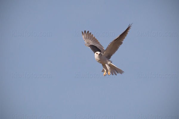 White-tailed Kite Photo @ Kiwifoto.com