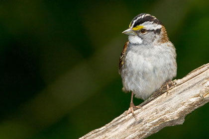 White-throated Sparrow Image @ Kiwifoto.com