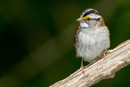 White-throated Sparrow