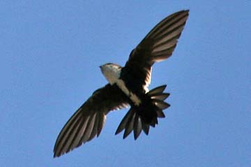 White-throated Swift Picture @ Kiwifoto.com