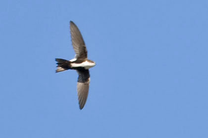 White-throated Swift Photo @ Kiwifoto.com