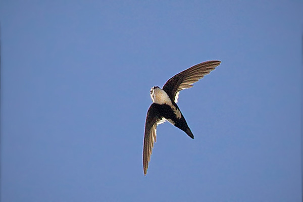 White-throated Swift Photo @ Kiwifoto.com