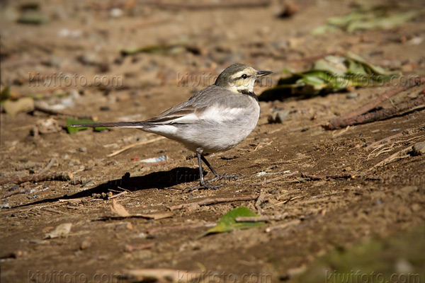 White Wagtail (M.a. lugens 1st year)