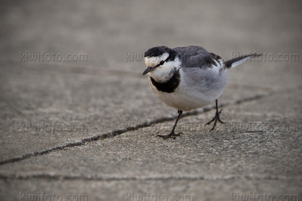 White Wagtail (M.a. lugens)