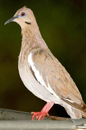 White-winged Dove Image @ Kiwifoto.com