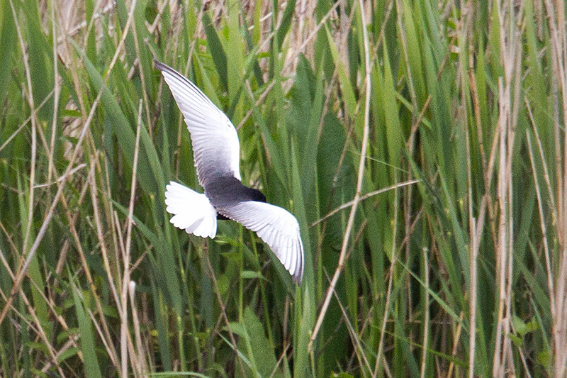 White-winged Tern Image @ Kiwifoto.com