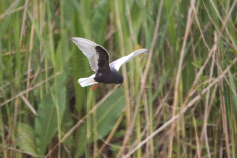 White-winged Tern Photo @ Kiwifoto.com