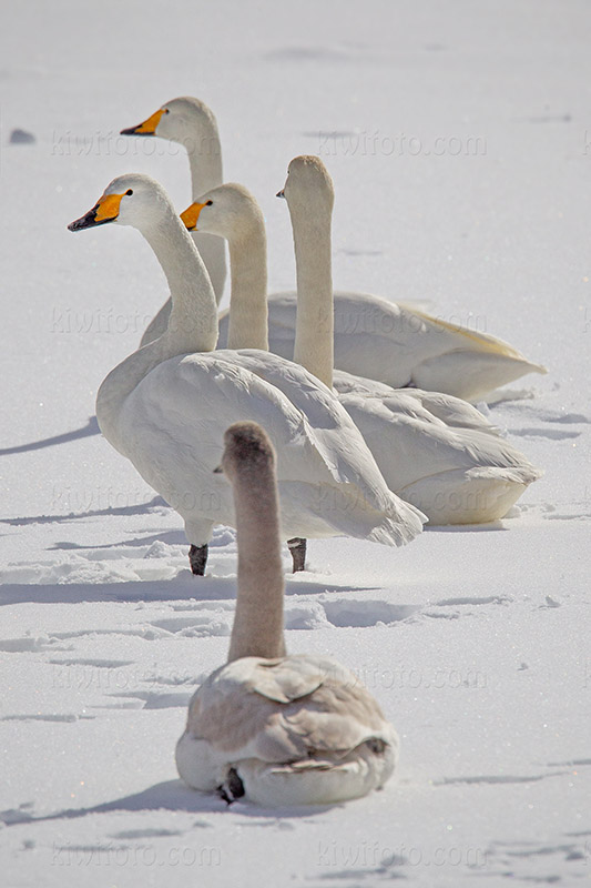 Whooper Swan @ Rausu, Hokkaido, Japan