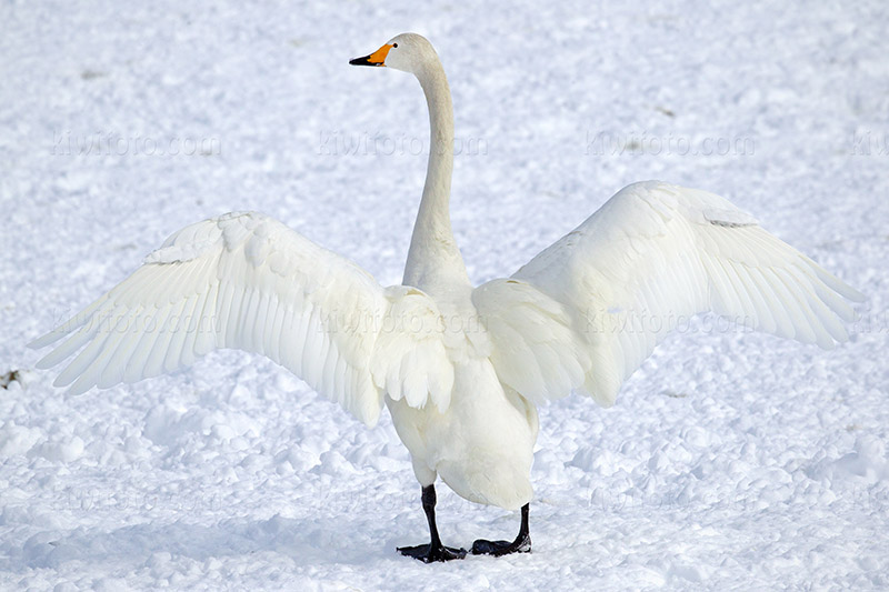 Whooper Swan Picture @ Kiwifoto.com