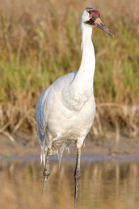 Whooping Crane Picture @ Kiwifoto.com