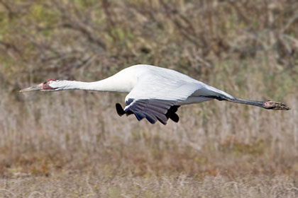 Whooping Crane Image @ Kiwifoto.com