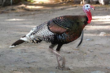 Wild Turkey Image @ Kiwifoto.com