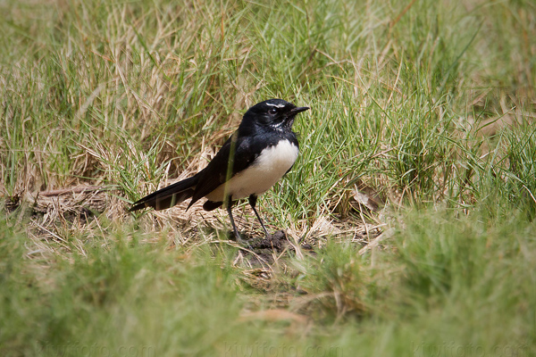 Willie-wagtail Picture @ Kiwifoto.com