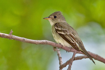 Willow Flycatcher (Eastern)
