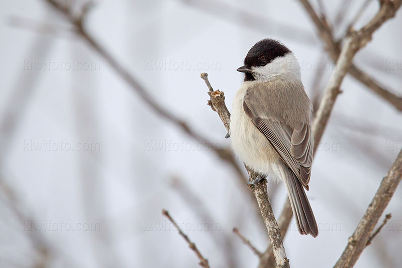 Willow Tit @ Rausu, Hokkaido, Japan