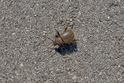 Wooly Darkling Beetle Image @ Kiwifoto.com
