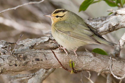 Worm-eating Warbler Picture @ Kiwifoto.com