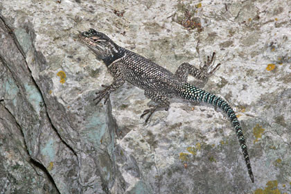 Yarrow's Spiny Lizard Image @ Kiwifoto.com