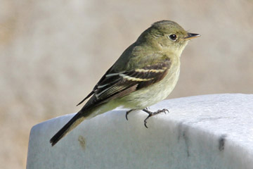 Yellow-bellied Flycatcher Picture @ Kiwifoto.com