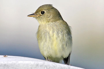 Yellow-bellied Flycatcher Image @ Kiwifoto.com